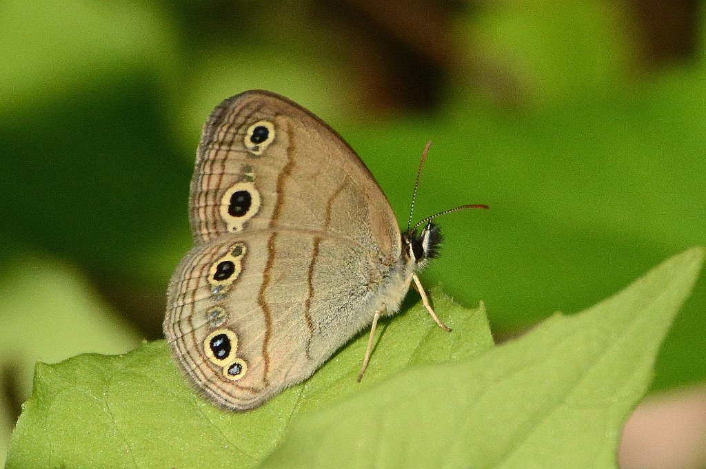 107 2016-05270036 Broad Meadow Brook, MA.JPG - Little Wood-Satyr Butterfly (Megisto cymela). Broad Meadow Brook Wildlife Sanctuary, MA, 5-27-2016